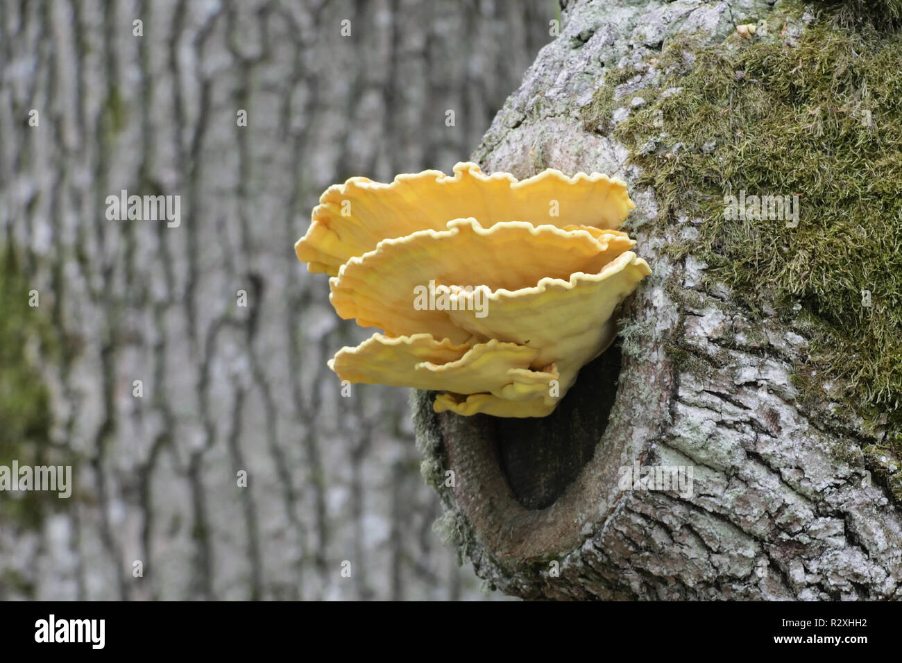 Krabbe - von - die - Holz, auch als Schwefel polypore und Schwefel Regal Stockfoto