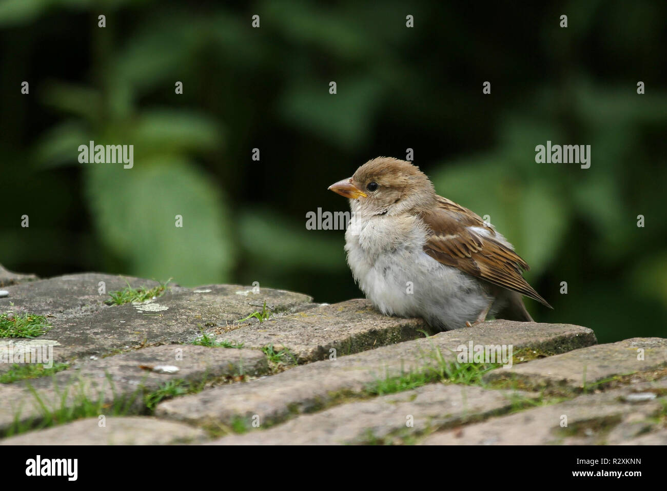 Sparrow ii. Stockfoto