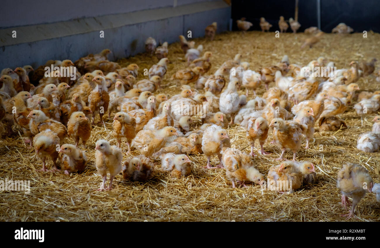 Drei Monate alten Hühnern auf Stroh in einer Hühnerfarm, Mayenne, Frankreich Stockfoto