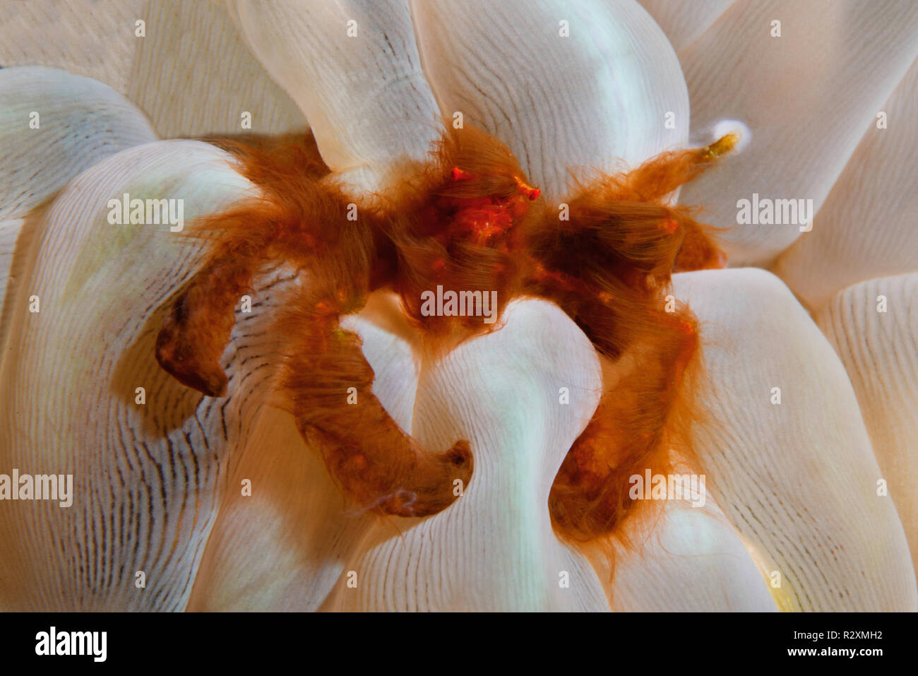 Orang Utan Krabbe (Achaeus japonicus), bubble Coral (Plerogyra sinuosa), Symbiose, Manado, Sulawesi, Indonesien Stockfoto