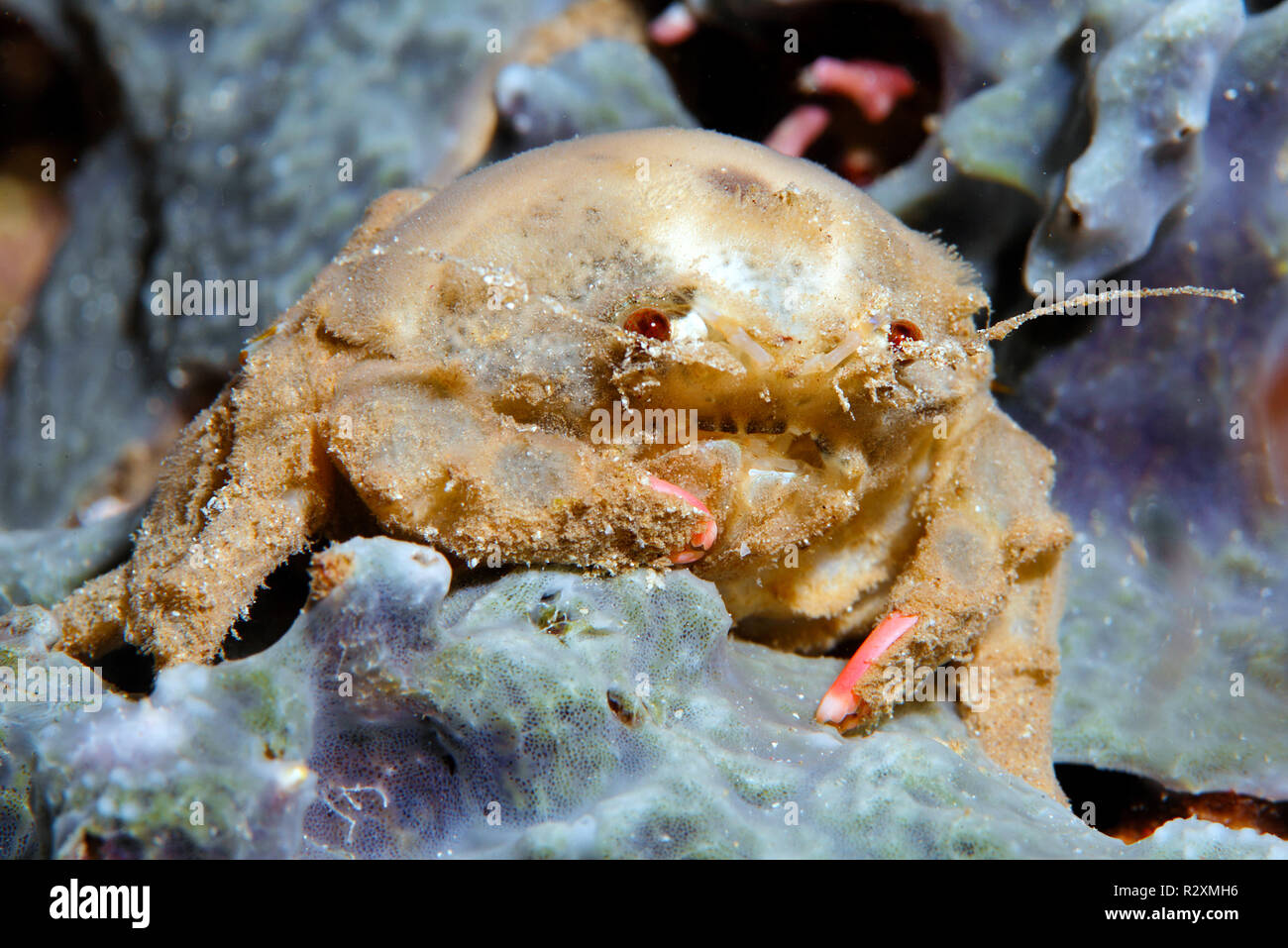 Sleepy schwamm Krabben oder Gemeinsamen schwamm Crab (Dromia dormia), sitzend auf einem Schwamm, Sulawesi, Indonesien Stockfoto