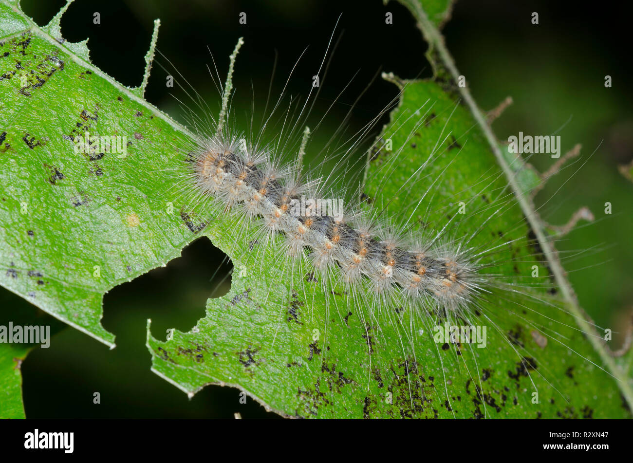 Herbst Hyphantria cunea Webworm Motte, Caterpillar Stockfoto