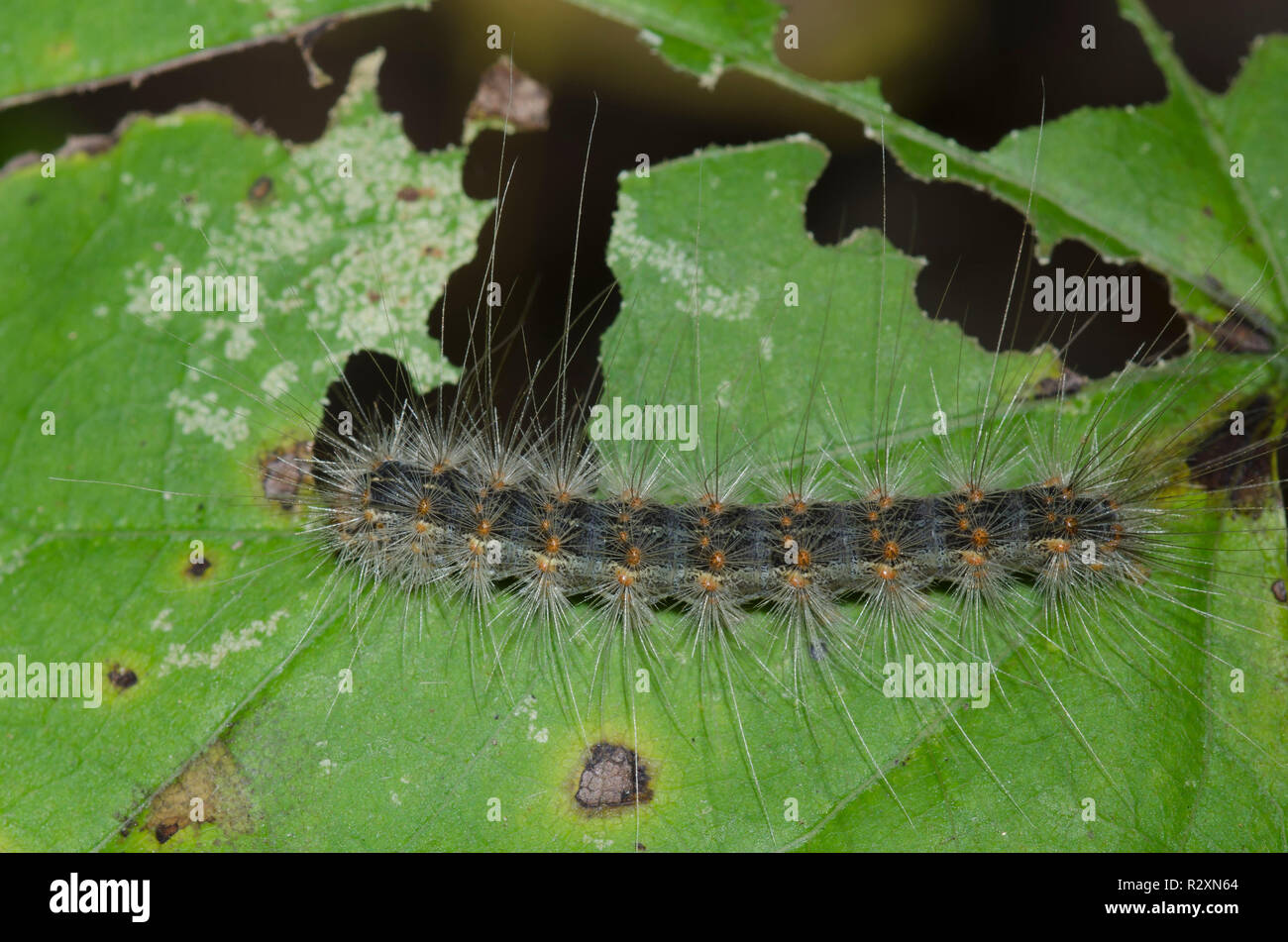 Herbst Hyphantria cunea Webworm Motte, Caterpillar Stockfoto