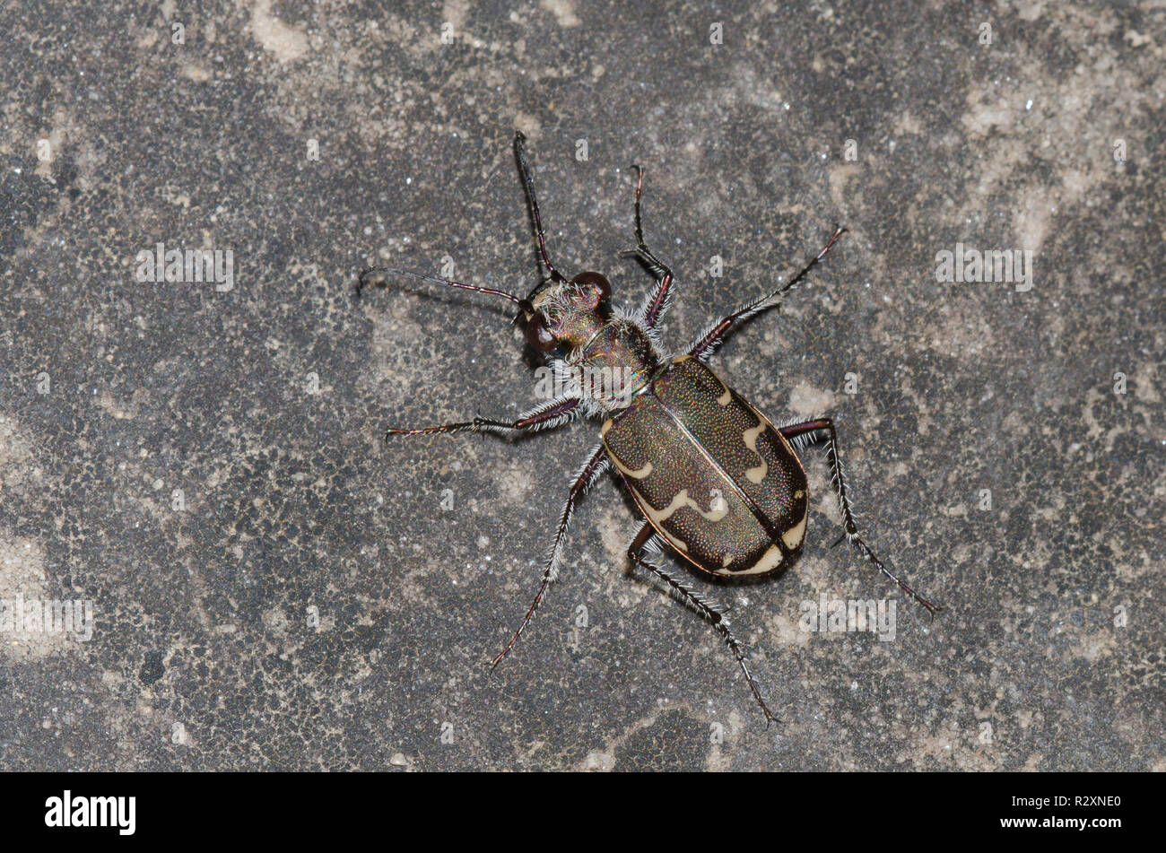 Brüniert Tiger Beetle, Cicindela repanda Stockfoto