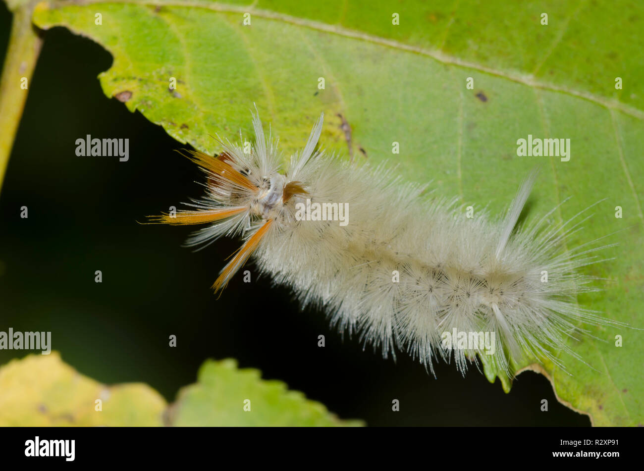 Sycamore Tussock Motte Halysidota harrisii, Caterpillar Stockfoto