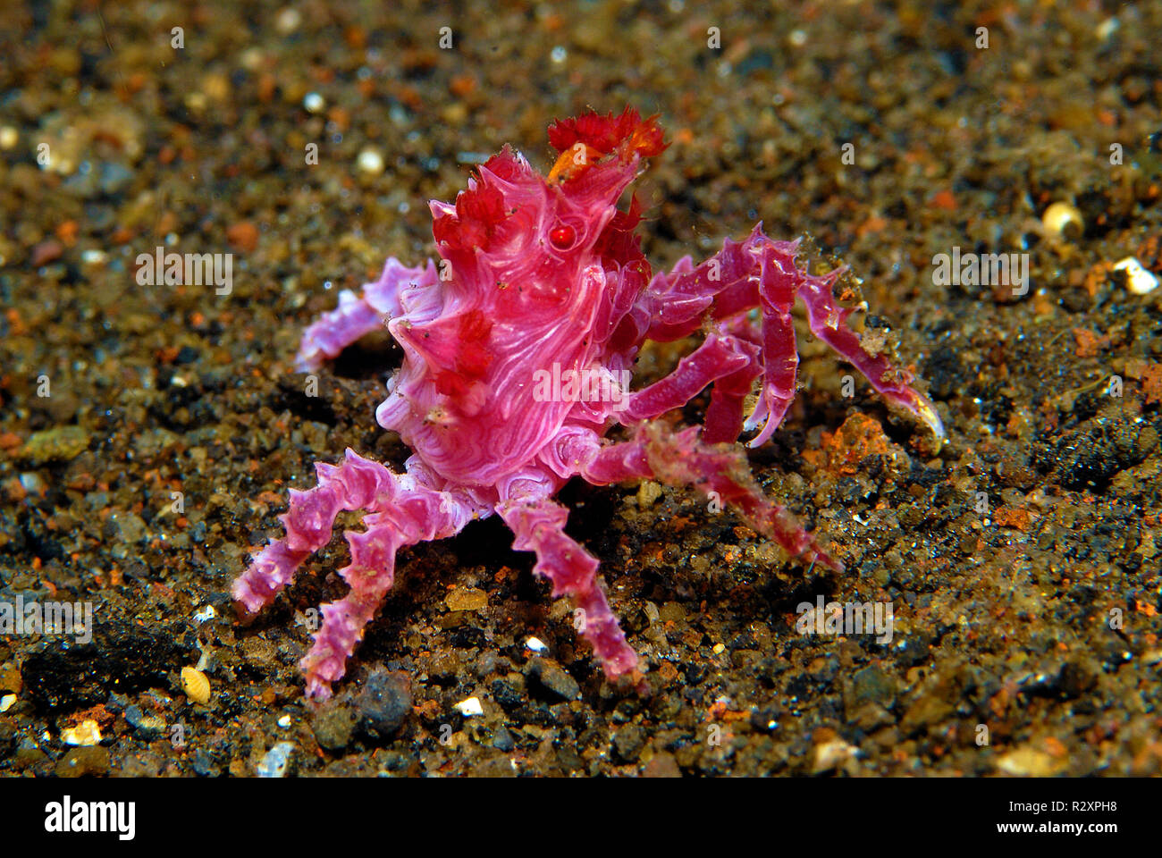 Soft coral Crab oder Süßigkeiten Crab (Hoplophrys oatesii) auf sandigem Meeresgrund, Alor Island, Indonesien, Pazifischer Ozean, Asien Stockfoto