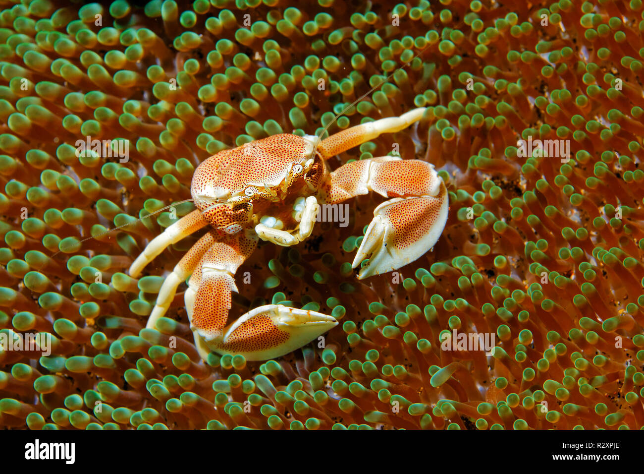 Gefleckte Porzellan Krabben (neopetrolisthes Maculatus) auf einem haddons Seeanemone (Stichodactyla haddoni), Symbiose, Sabang Beach, Mindoro, Philippinen Stockfoto