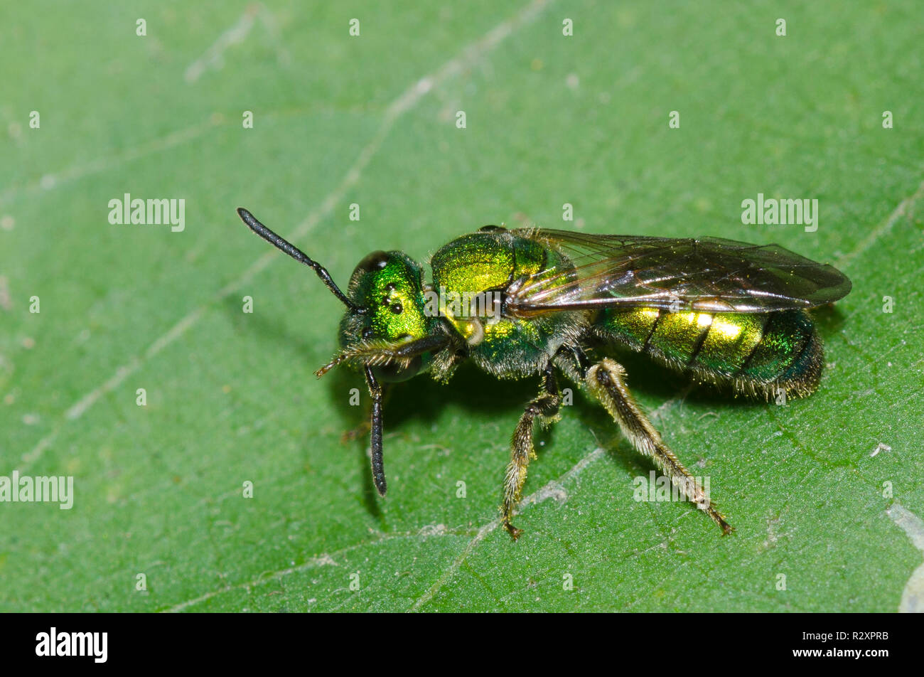 Schweiß Biene, Stamm Augochlorini Stockfoto