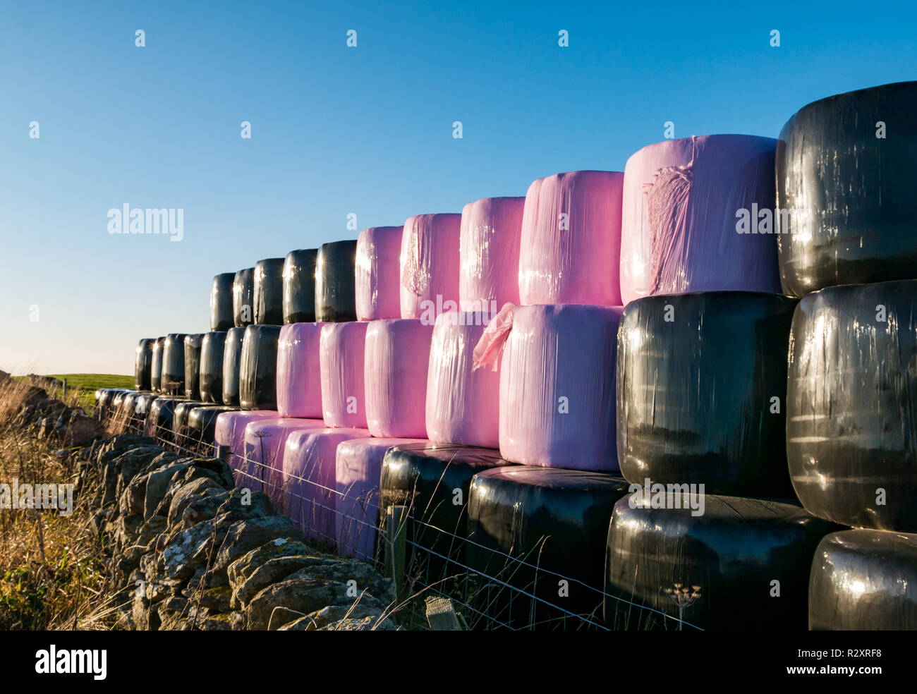 Heuballen in Zeilen in einem Feld angehäuft in Schwarz und Rosa Plastikfolien auf einem sonnigen Herbsttag gewickelt, East Lothian, Schottland, Großbritannien Stockfoto