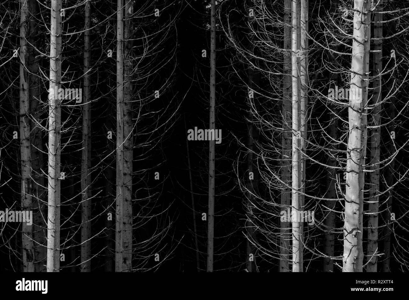 Kiefernwald Abstract Stockfoto