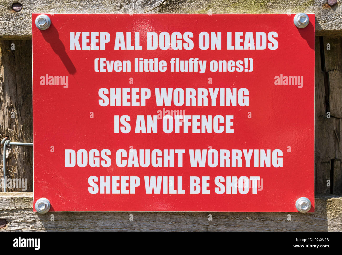 Lake District in Großbritannien Schafe besorgniserregend ist ein Verstoß melden Hunde gefangen besorgniserregend wird Schuß Warnung Lake District National Park Cumbria England uk gb Europa sein Stockfoto