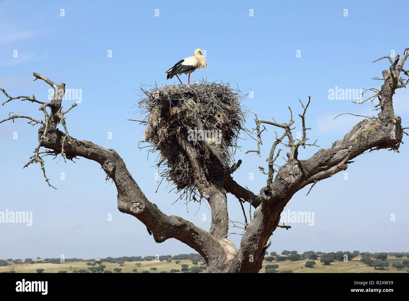 Weißstorch im Nest auf einem trockenen Baum Stockfoto