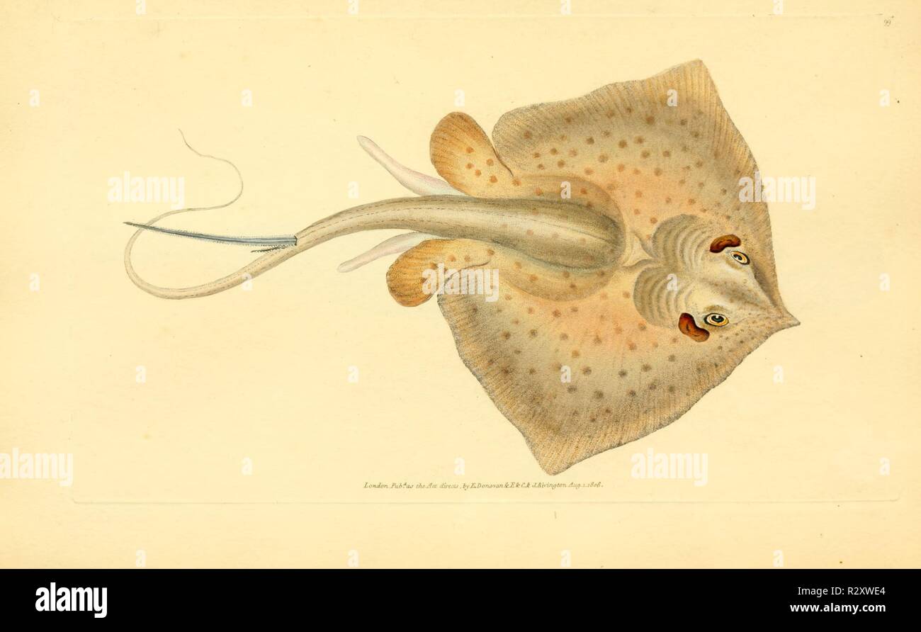 Winterharte Wüstenrose Adenium Obesum - Mehrjährige Blühpflanze Mit Knollen