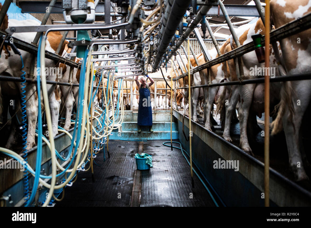 Mann mit Schürze in einer melken, melken Kühe Guernsey. Stockfoto