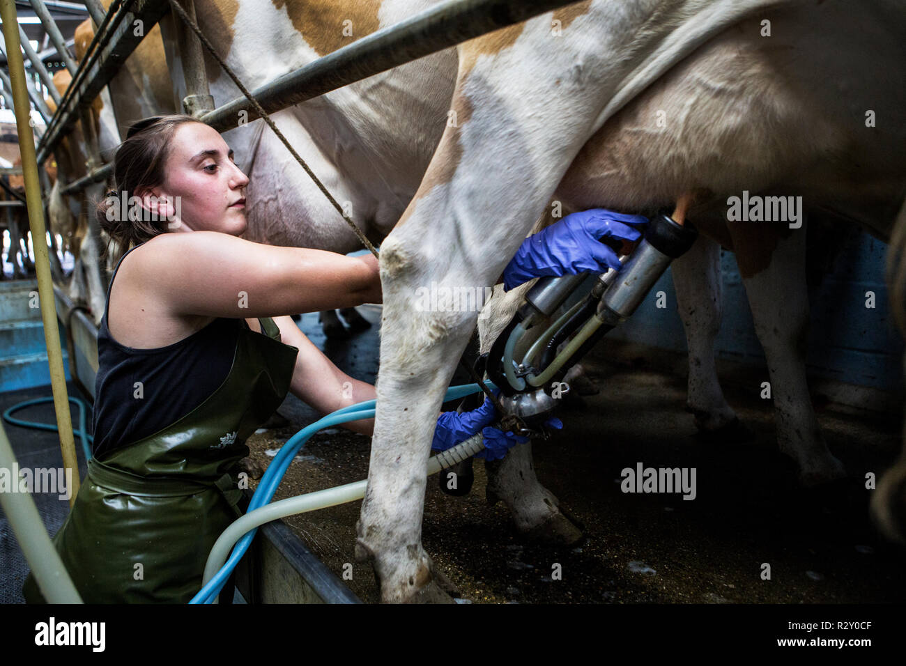 Junge Frau mit Schürze in einer melken, melken Kühe Guernsey. Stockfoto