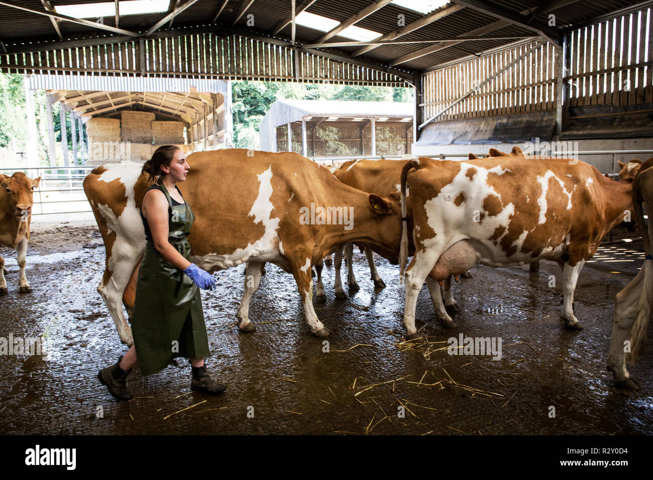 Junge Frau mit Schürze herding Guernsey Kühe in einer Scheune. Stockfoto
