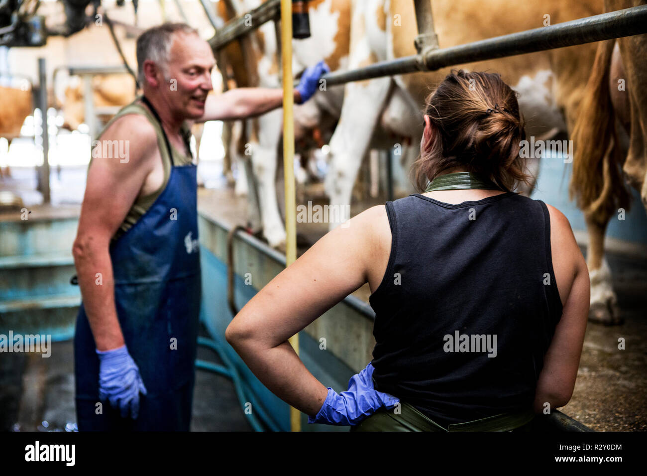 Mann und junge Frau mit Schürzen stehen in einem Schuppen mit Guernsey Kühe melken. Stockfoto