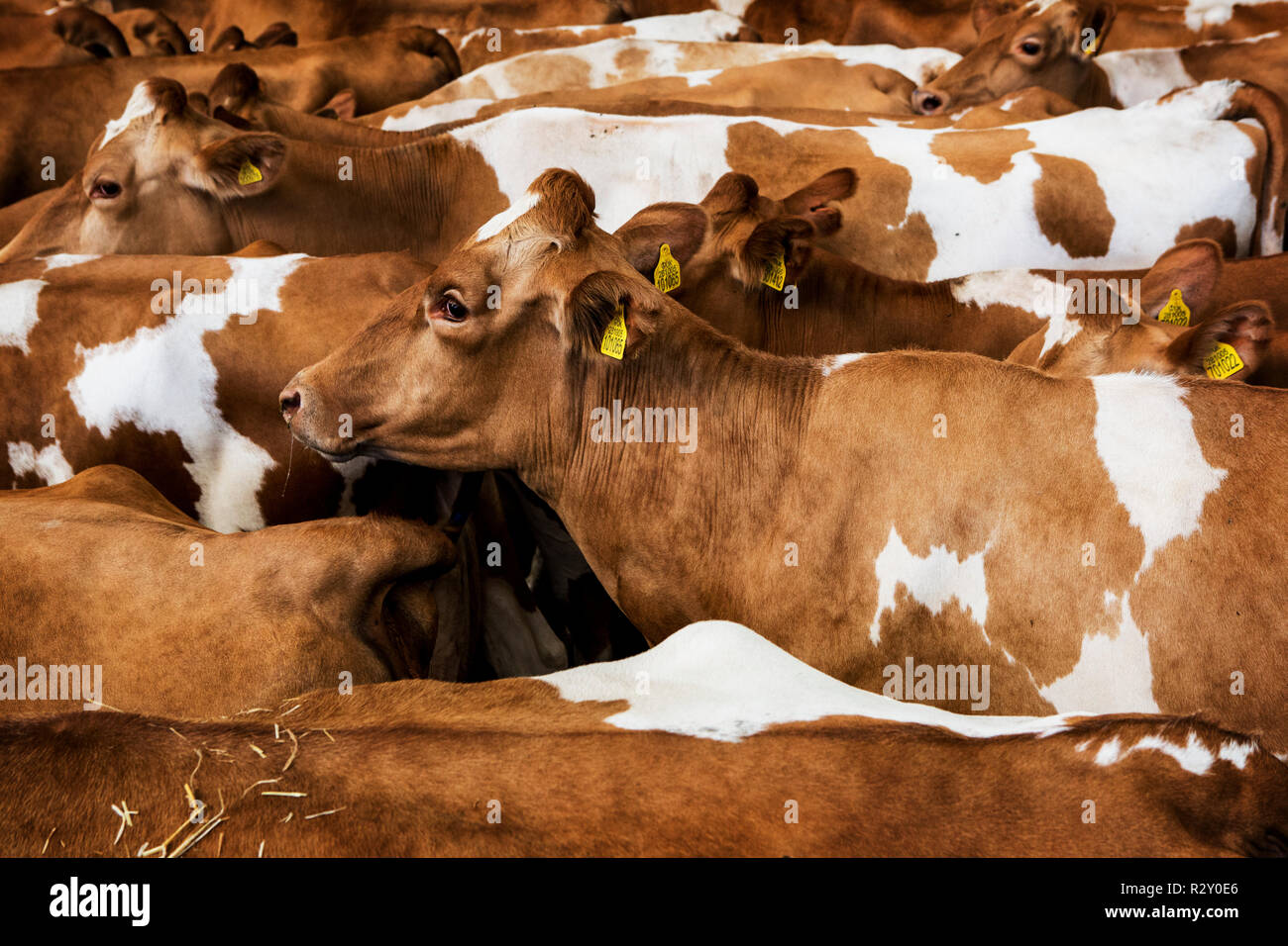 Hohe Betrachtungswinkel von kleinen Ihr von Guernsey Kühe. Stockfoto