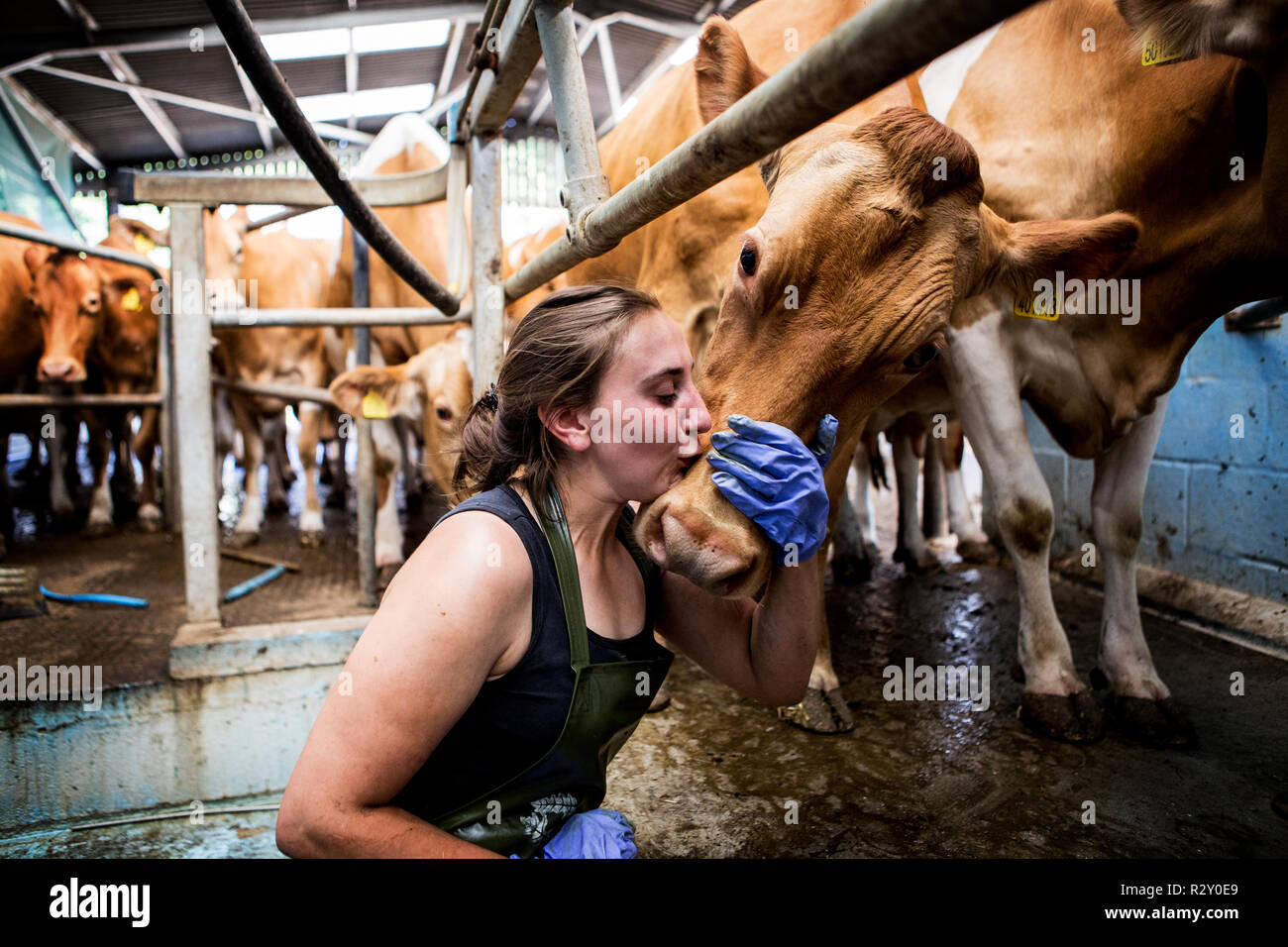 Junge Frau mit Schürze in einer melken Halle küssen Guernsey Kuh auf dem Kopf stand. Stockfoto