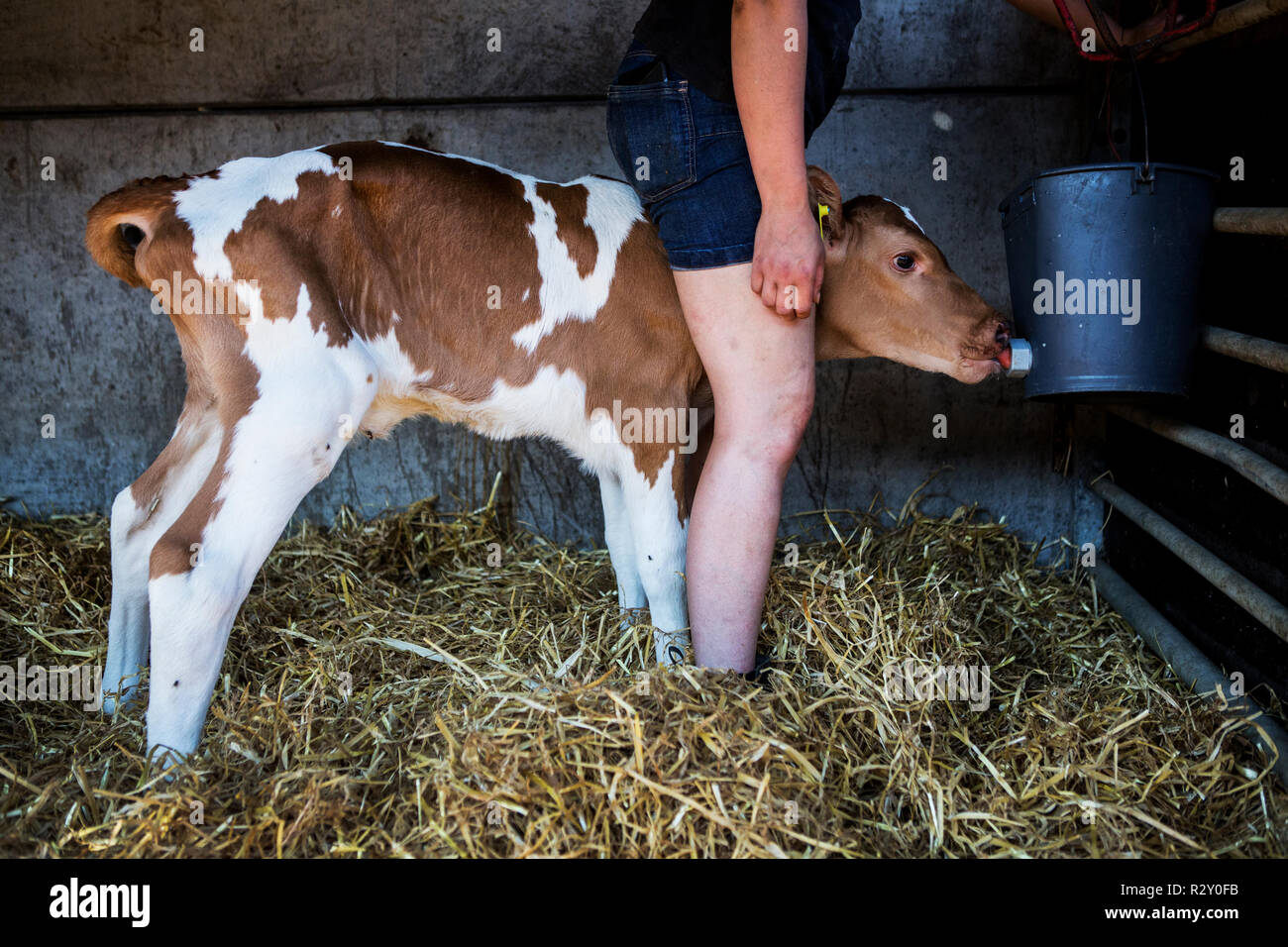 Junge Frau, die in einer Scheune, handaufzucht ein Guernsey Kalb. Stockfoto