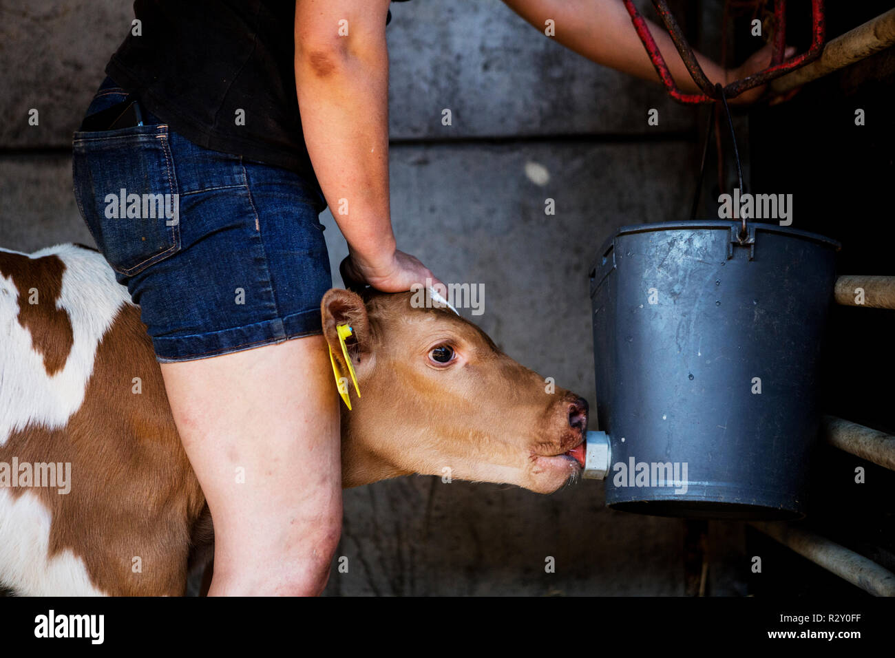 Junge Frau, die in einer Scheune, handaufzucht ein Guernsey Kalb. Stockfoto