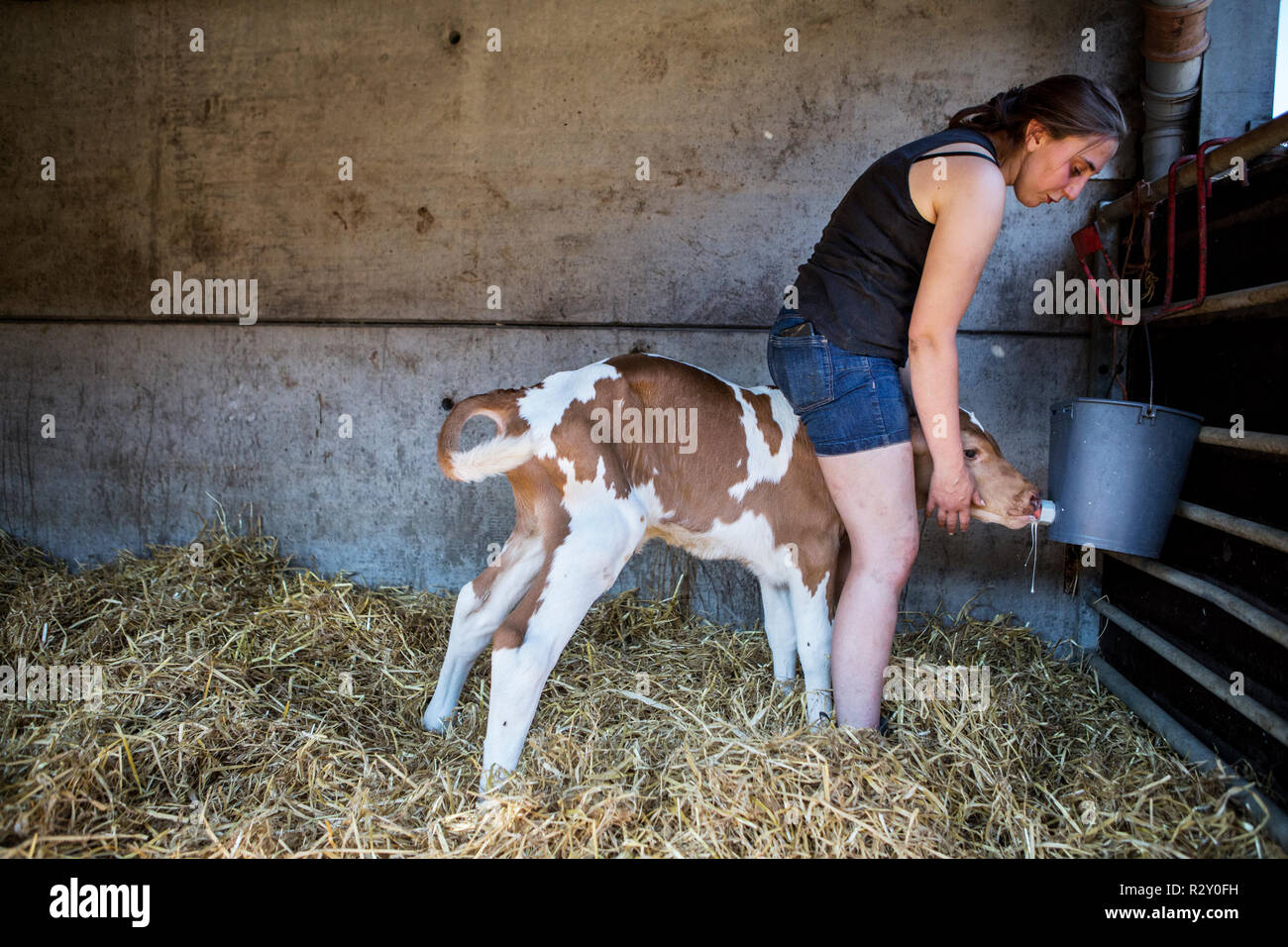 Junge Frau, die in einer Scheune, handaufzucht ein Guernsey Kalb. Stockfoto