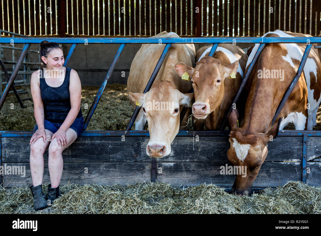 Junge Frau in einer Scheune sitzen mit drei Guernsey Kühe. Stockfoto