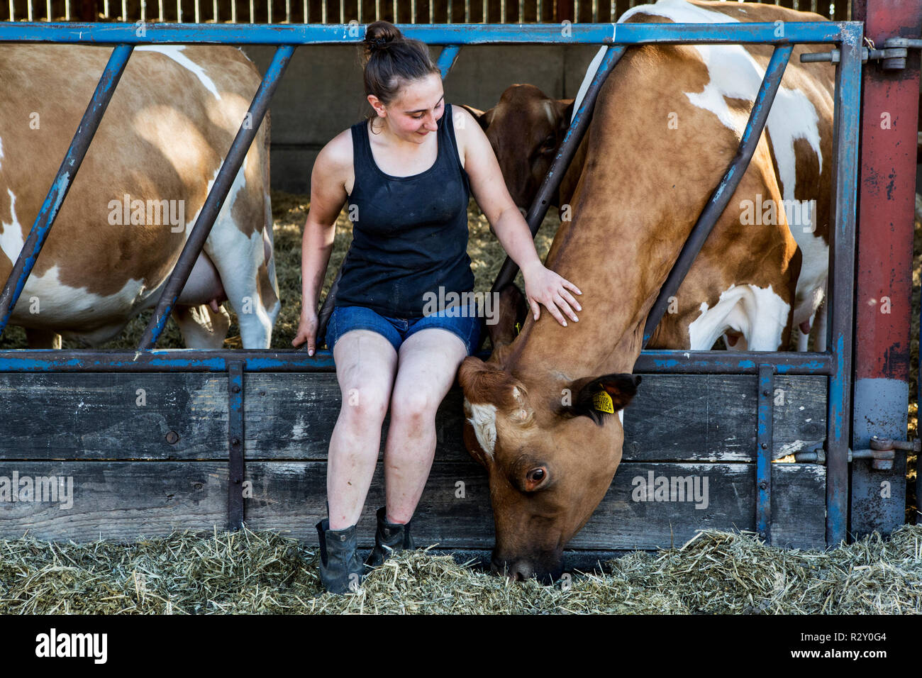 Junge Frau in einer Scheune sitzen, streicheln Kopf einer Guernsey Kuh. Stockfoto