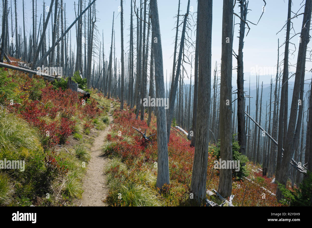 Pacific Crest Trail, der Weg durch Brand beschädigt Wald im Herbst, in der Nähe von Mount Rainier National Park, Washington Stockfoto