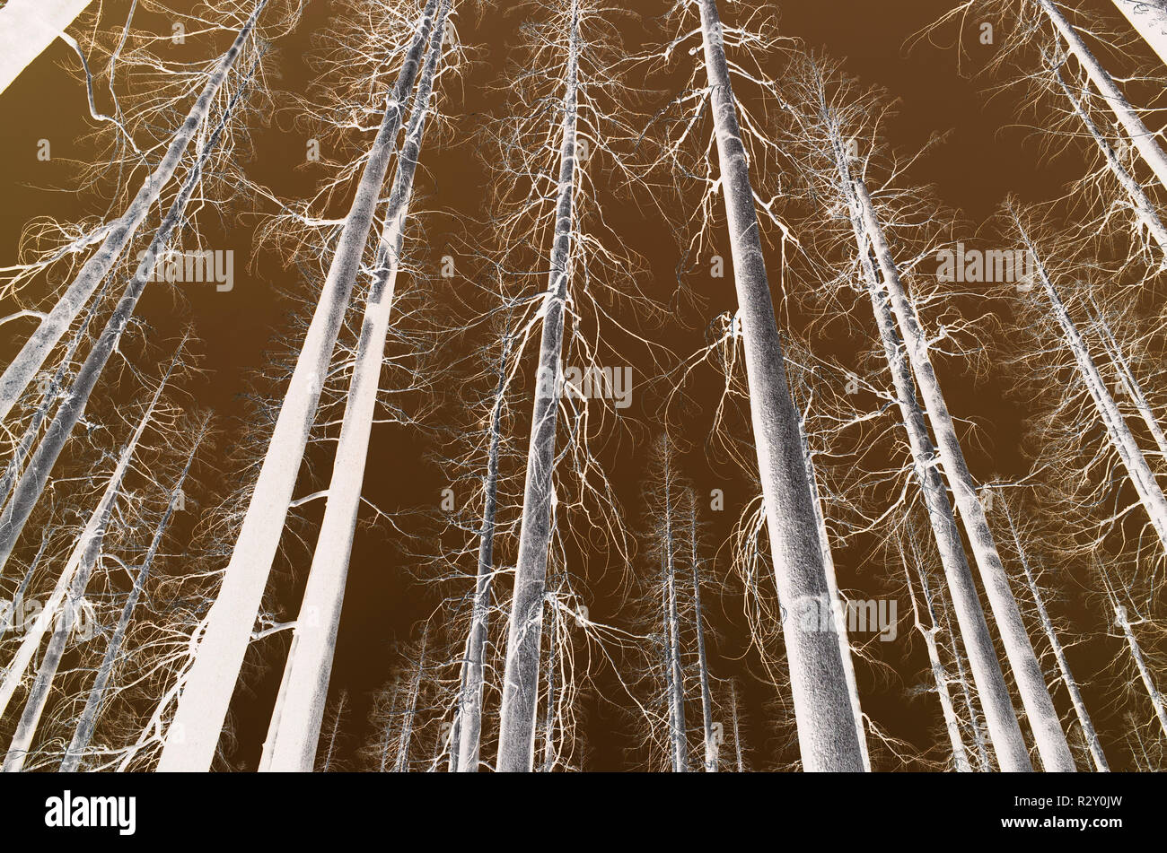 Low Angle View nach einem Waldbrand, Äste und Stämme aus Pinien, Farbe Manipulation, invertiertes Bild Schäden Stockfoto