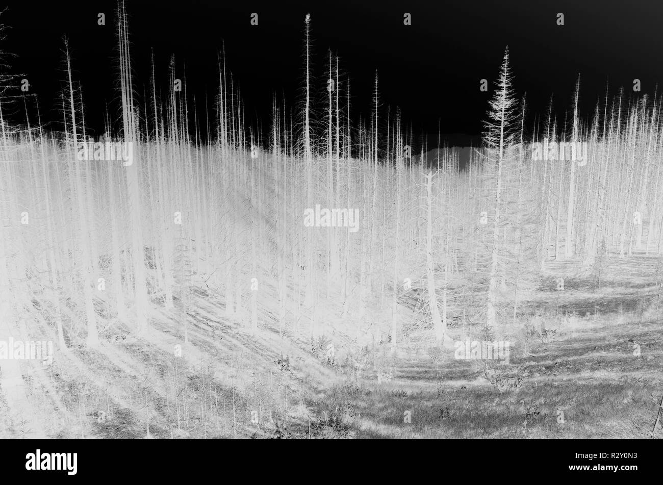 Schwarz und Weiß vertauscht Bild der Nordischen Peak Wald Feuer beschädigte Bäume, in der Nähe von Mount Rainier National Park Stockfoto
