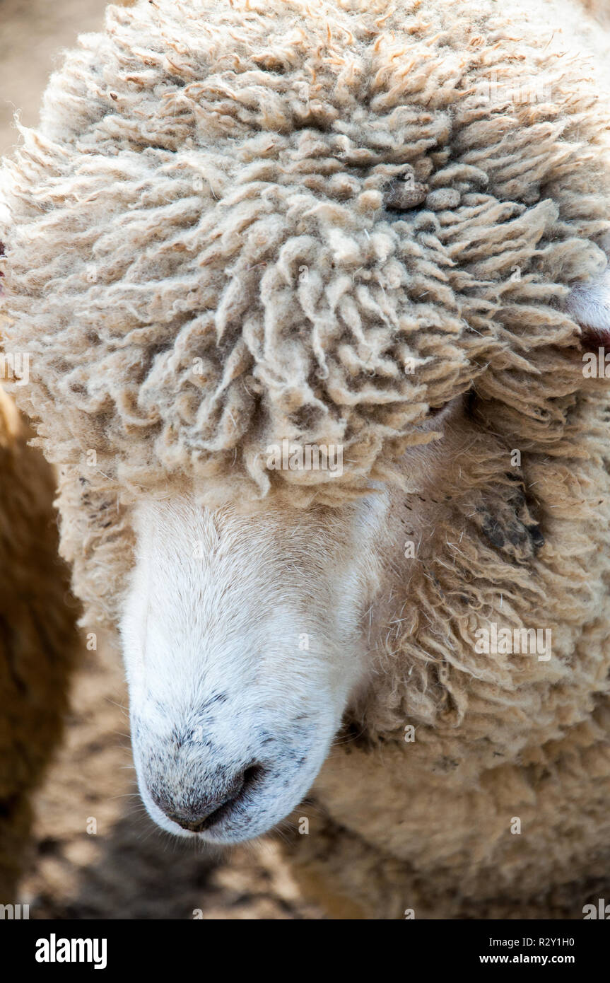 Bilder Von Haarigen Mãsen