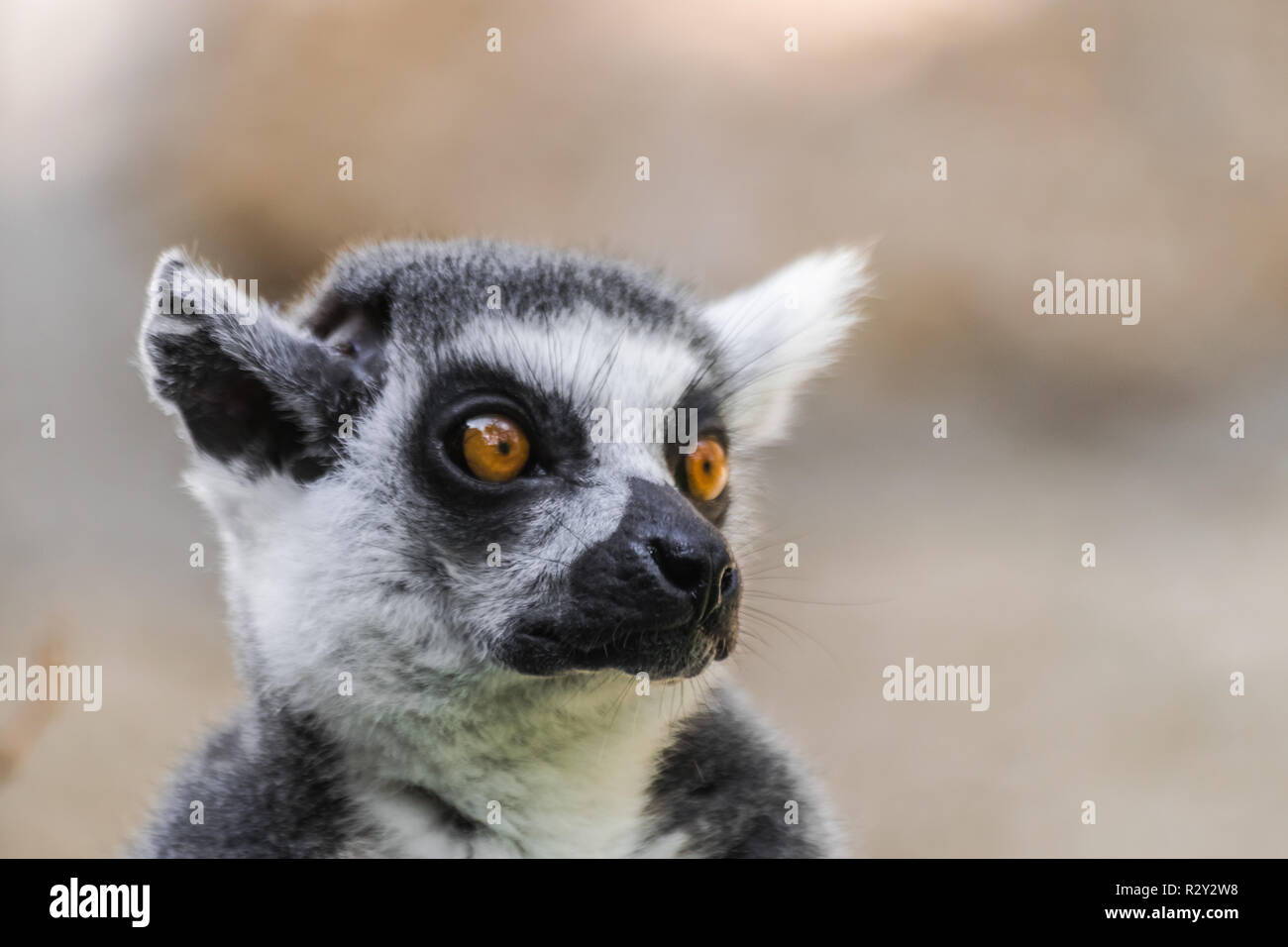 Ring tailed Lemur (Lemur catta) Kopf hoch Stockfoto