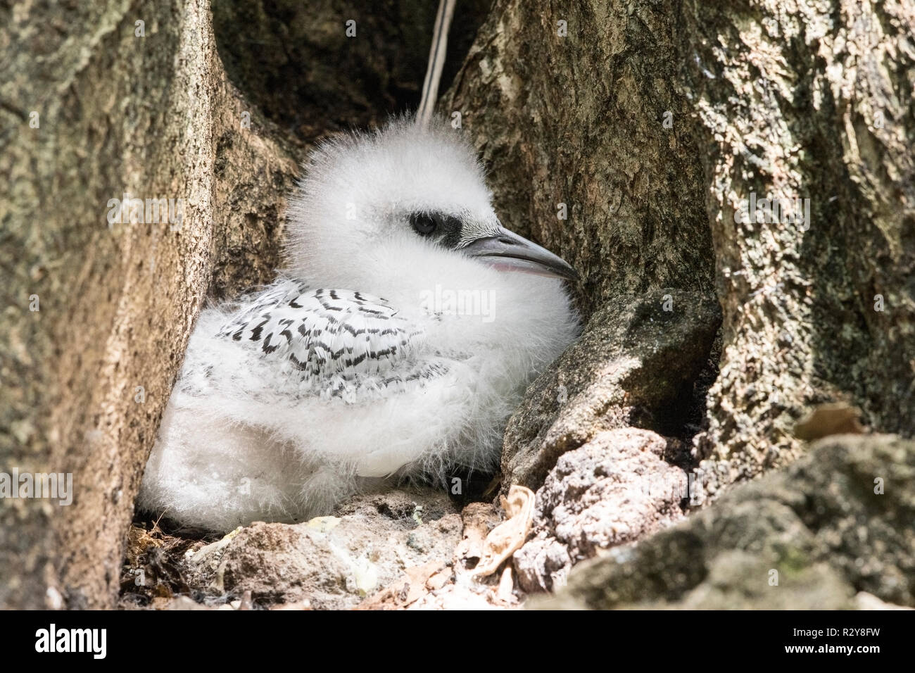 White-tailed tropicbird Phaethon lepturus, Cousin Island, Seychellen Stockfoto