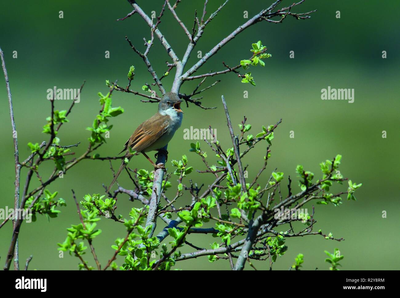 Common Whitethroat, Grasspoint, Isle of Mull Stockfoto