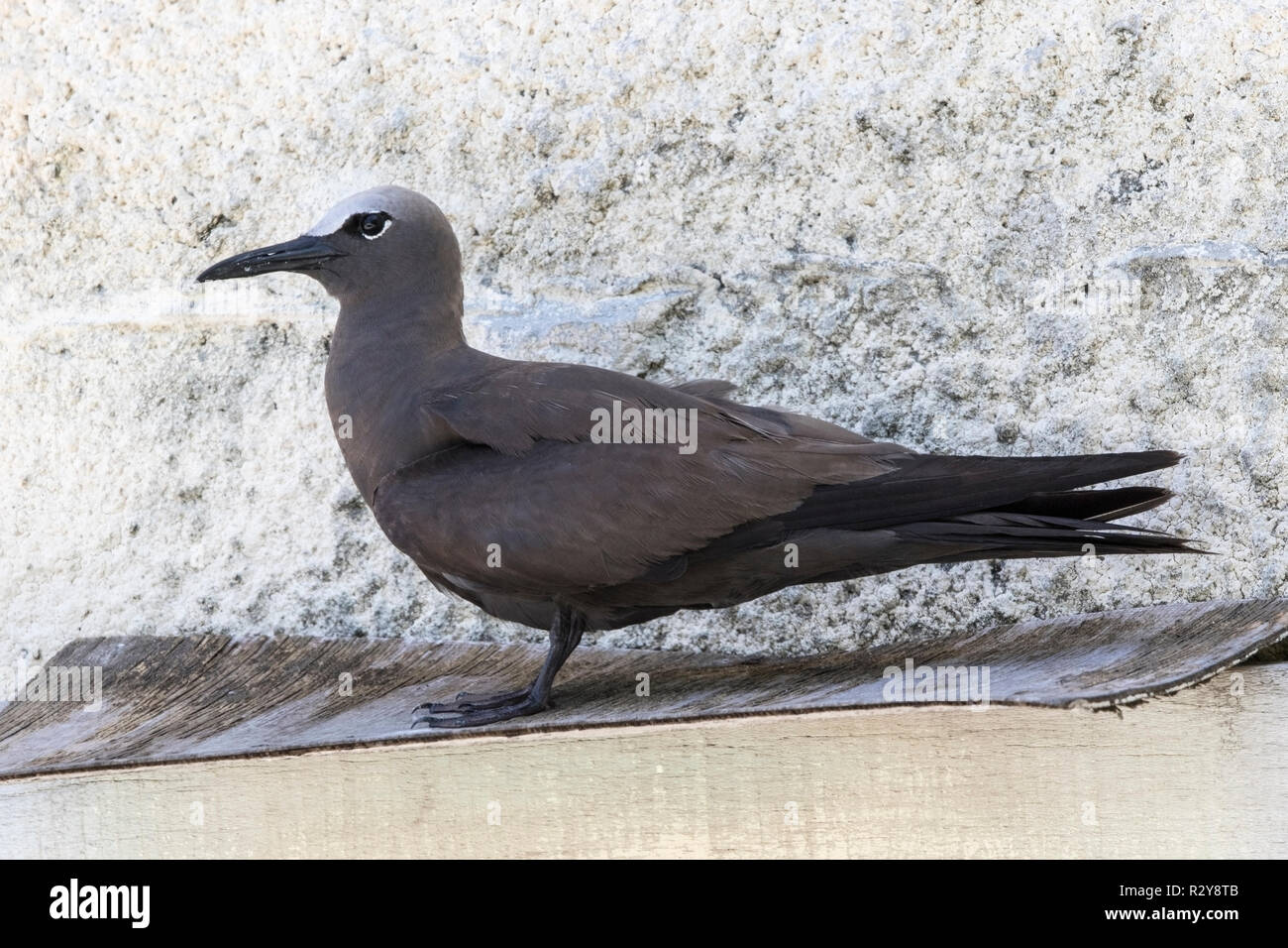 Weniger noddy Anous tenuirostris, Cousin Island, Seychellen Stockfoto