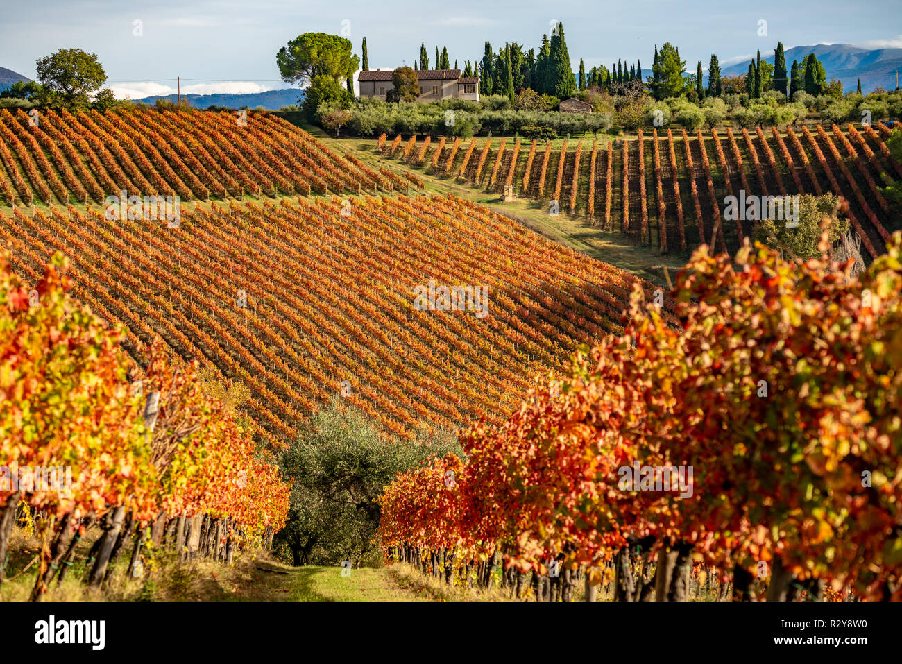 Sagrantino Wein Weinberge im Herbst, Montefalco, Umbrien, Italien Stockfoto