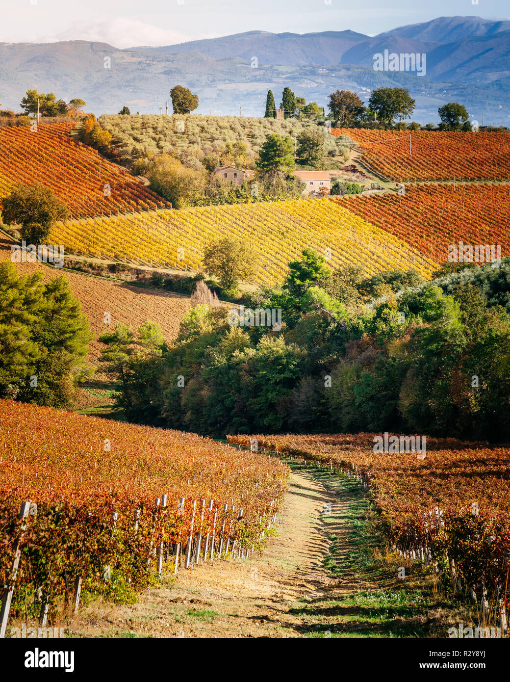 Sagrantino Wein Weinberge im Herbst, Montefalco, Umbrien, Italien Stockfoto