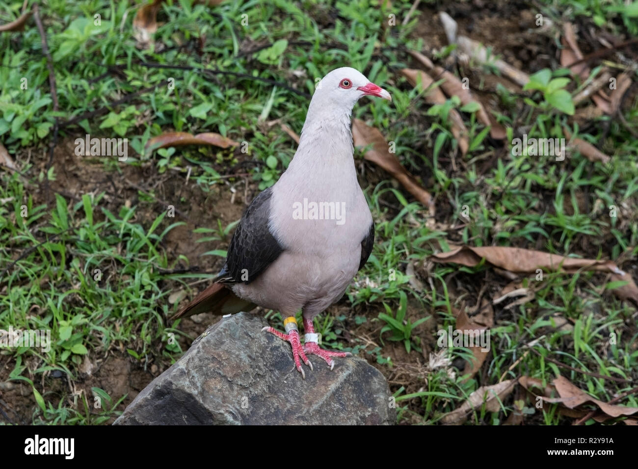 Mauritius Mauritus-taube Nesoenas mayeri Erwachsenen auf dem Boden gehockt auf Mauritius Stockfoto