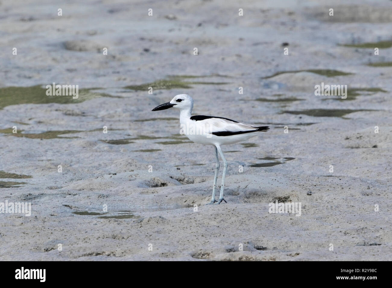 Crab plover Dromas ardeola Fütterung in der Mündung auf den Seychellen, Indischer Ozean Stockfoto