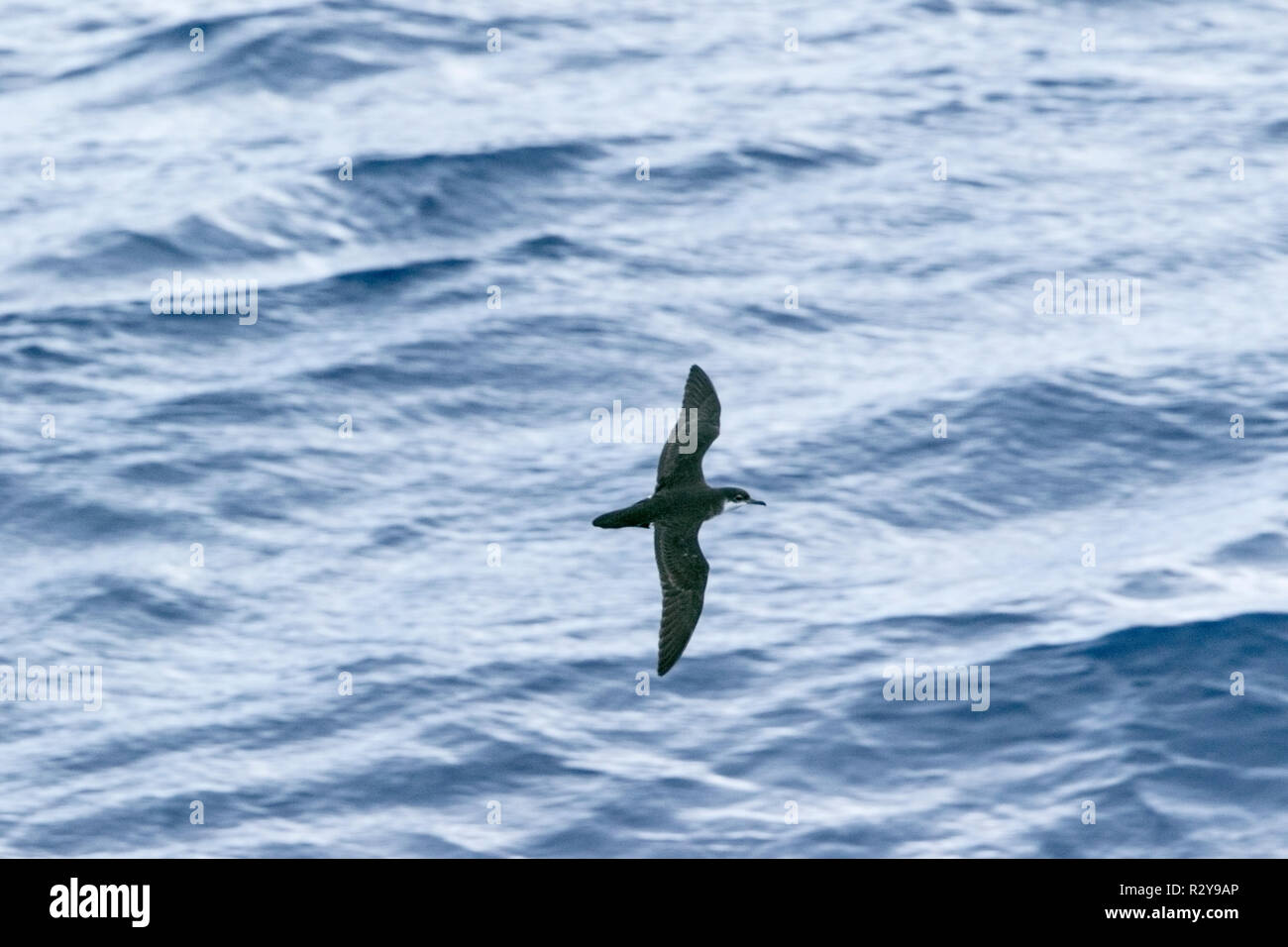 Tropische shearwater Puffinus bailloni nach Höhenflug über den Indischen Ozean in der Nähe der Insel Reunion Stockfoto