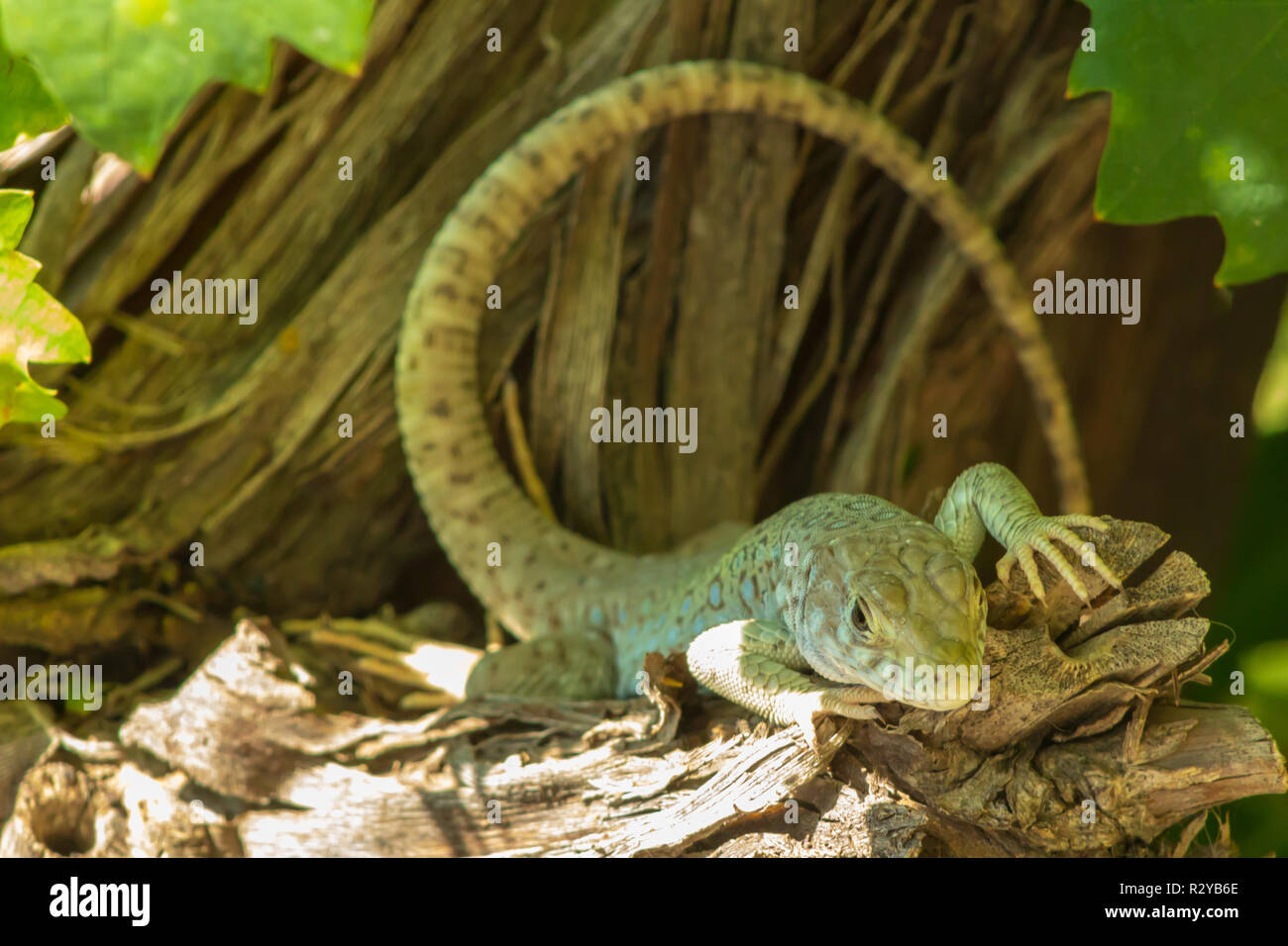 Timon Fuchsjagd, Lembeh Eidechse, jewelled Eidechse Stockfoto