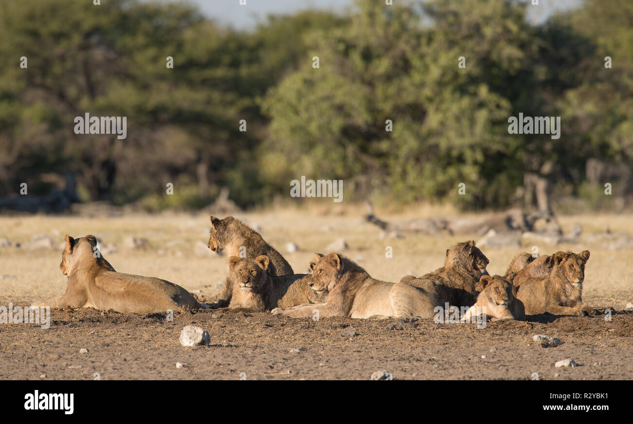 Lion stolz auf dem Boden liegend Stockfoto Lion stolz auf dem Boden liegend Stockfoto