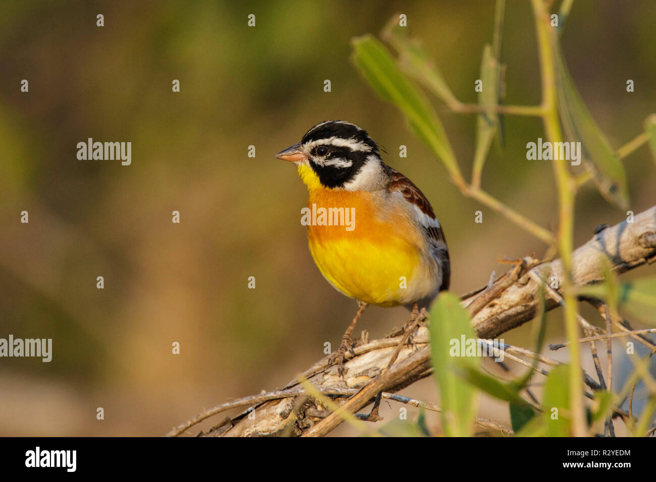 Golden-breasted Bunting Emberiza flaviventris Kruger National Park, Mpumalanga, Südafrika, 17. August 2018 Nach Emberizidae Stockfoto