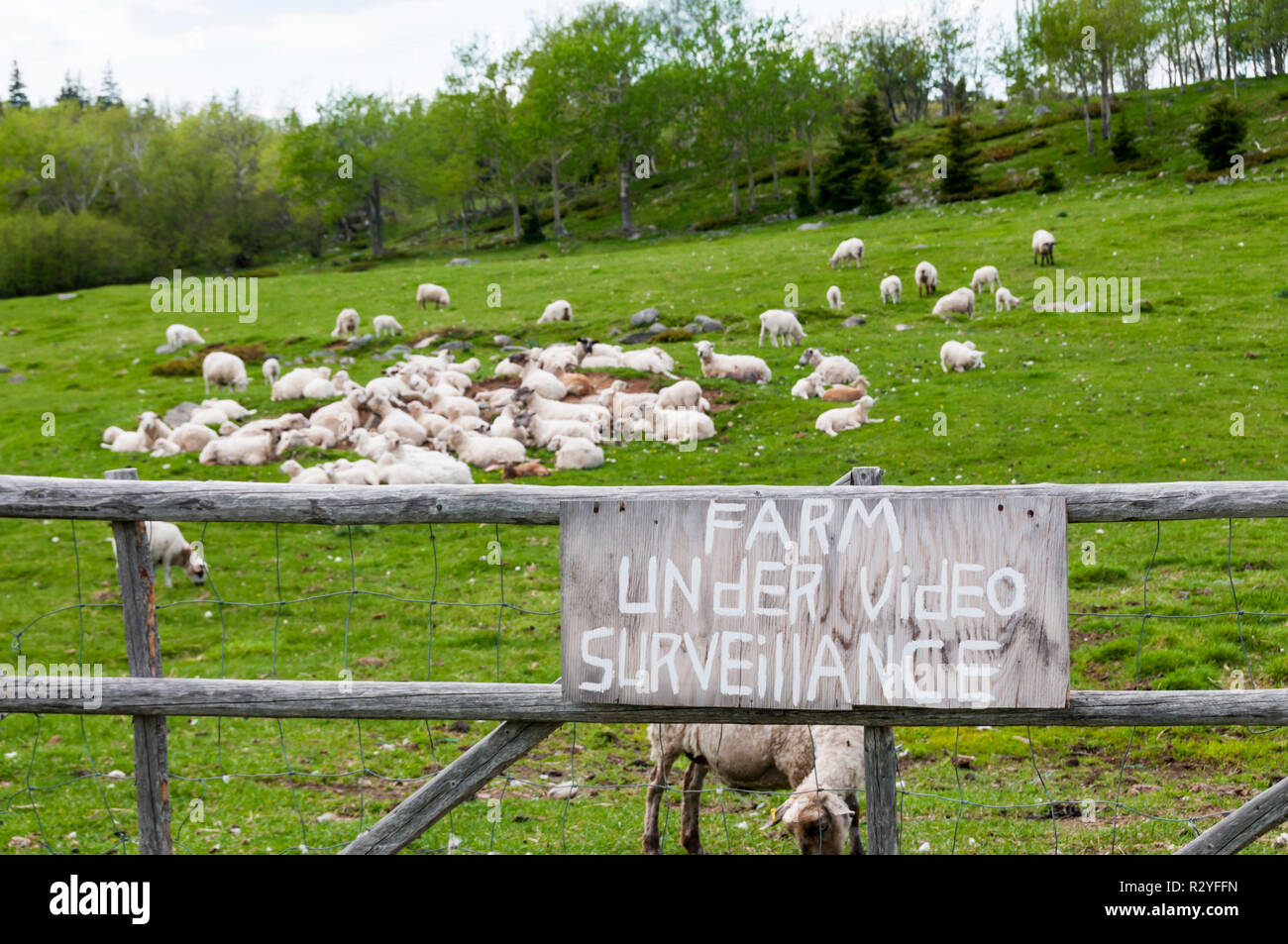 Bauernhof mit Videoüberwachung sign on-farm-gate. Stockfoto