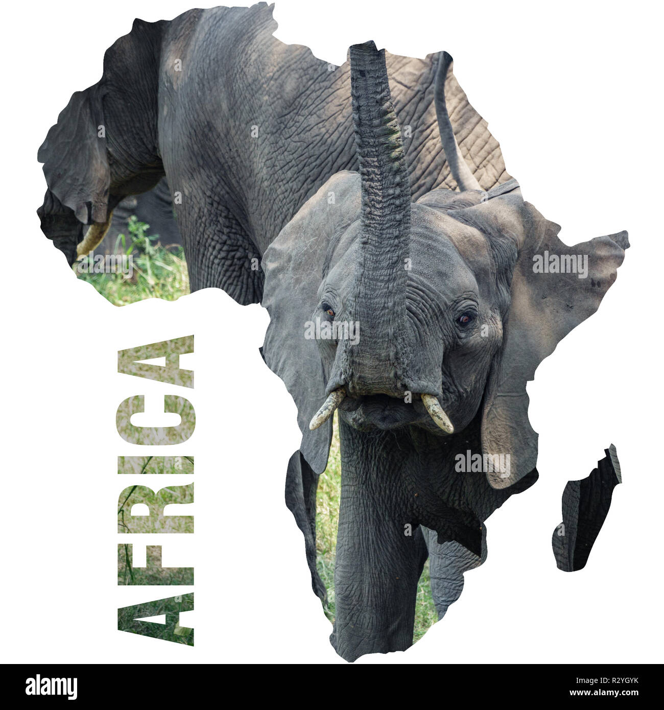 Baby Elefant mit Rüssel nach oben und Afrika kontinent Umrisse Stockfoto