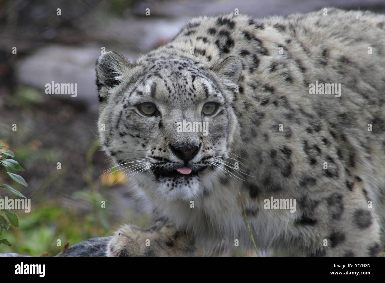 Profil Portrat Einer Snow Leopard In Einem Schneesturm Gegen Eine Meliert Grau Hinterlegt Stockfotografie Alamy