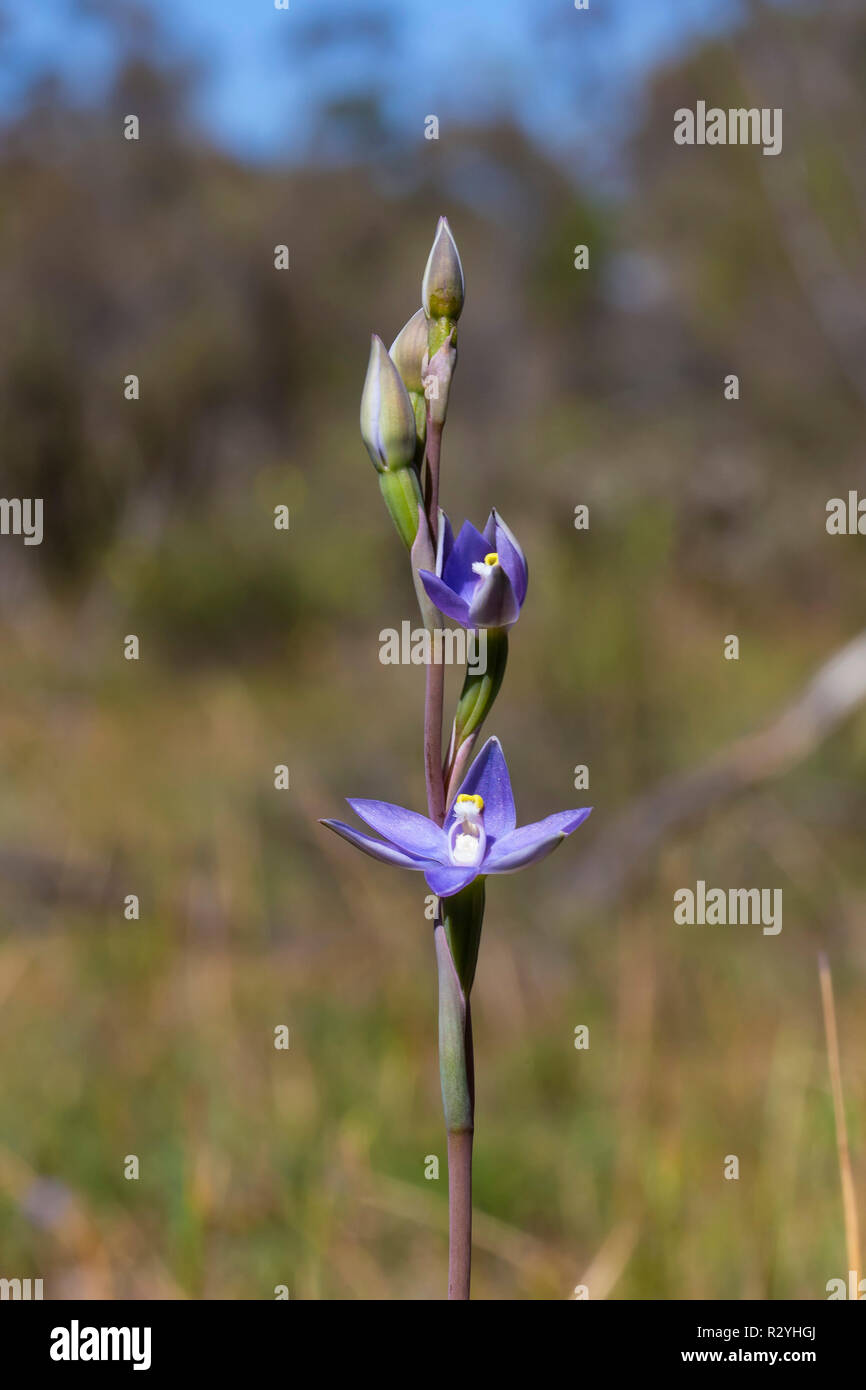Plain Sun Orchid (Thelymitra nuda) Stockfoto