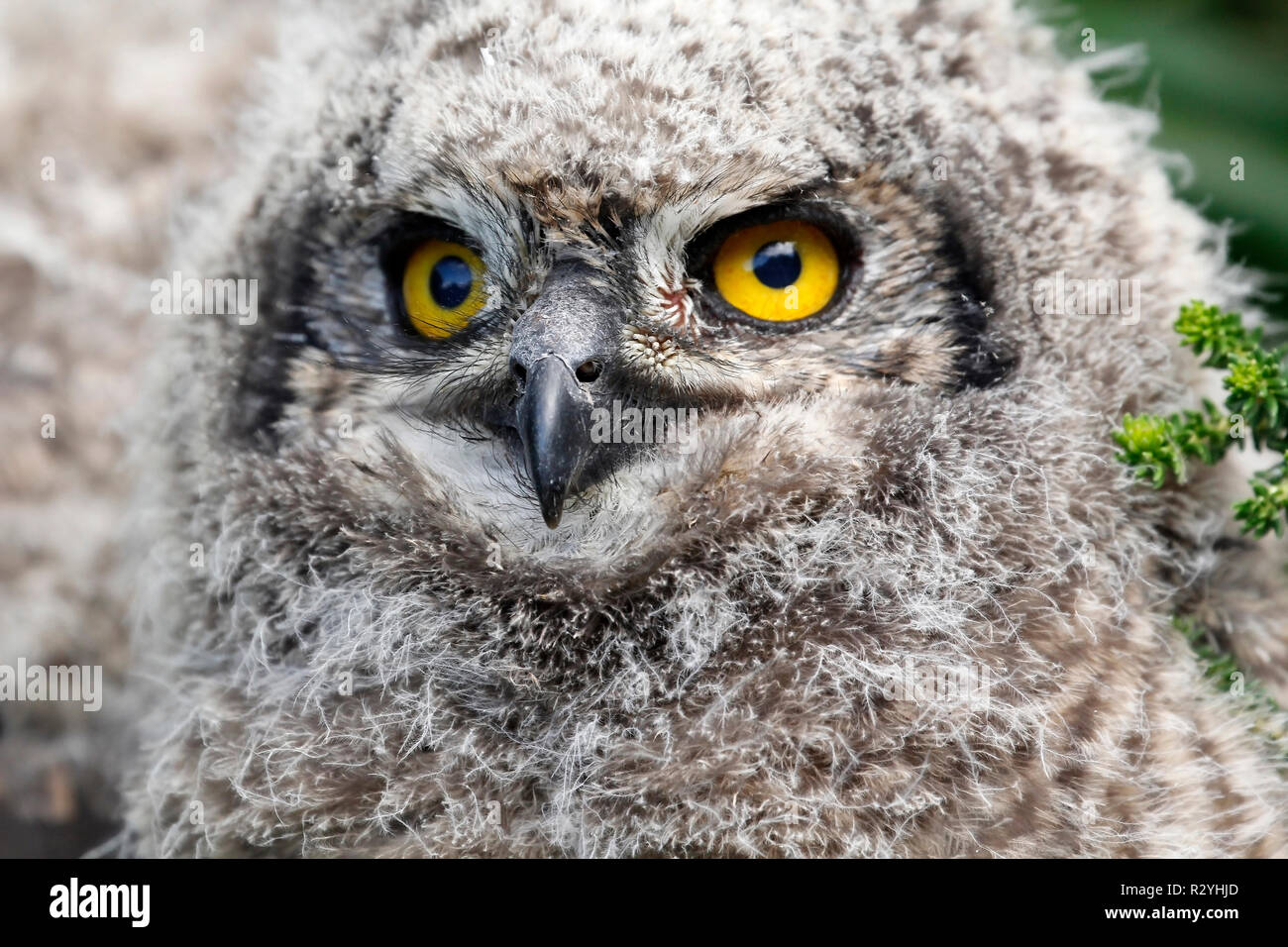 Schreiadler-Eule Familie fotografiert im Kirstenbosch National Botanical Garden in Kapstadt. Stockfoto