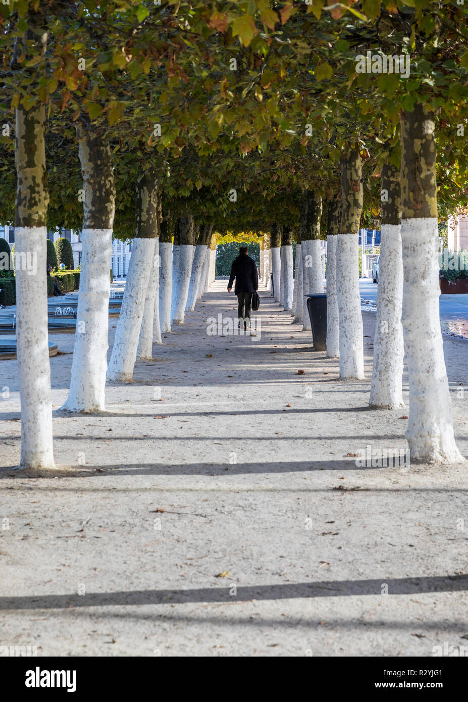 Man Walking in Gasse Baum, Mont des Arts in Brüssel Stockfoto